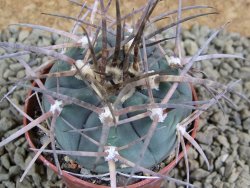 Gymnocalycium armatum, pot 7 cm - 12383201