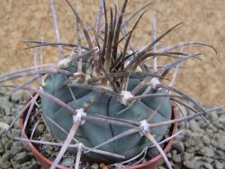Gymnocalycium armatum, pot 7 cm - 12383203