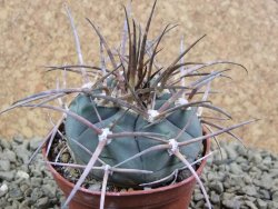 Gymnocalycium armatum, pot 7 cm - 12383204