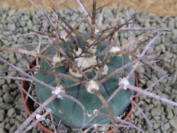 Gymnocalycium armatum, pot 7 cm - 12383206