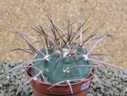 Gymnocalycium armatum, pot 7 cm - 12383208