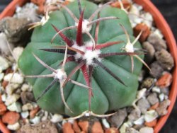 Echinocactus horizonthalonius Salinas, pot 5,5 cm - 12383388