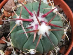 Echinocactus horizonthalonius Salinas, pot 5,5 cm - 12383389