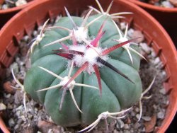 Echinocactus horizonthalonius Salinas, pot 5,5 cm - 12383390