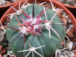 Echinocactus horizonthalonius Salinas, pot 5,5 cm - 12383391