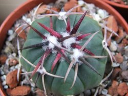 Echinocactus horizonthalonius Salinas, pot 5,5 cm - 12383392