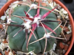 Echinocactus horizonthalonius Salinas, pot 5,5 cm - 12383393