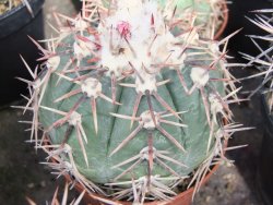 Echinocactus horizonthalonius Salinas, pot 5,5 cm - 12383394