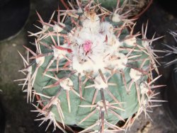 Echinocactus horizonthalonius Salinas, pot 5,5 cm - 12383395