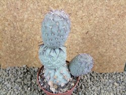 Tephrocactus geometricus V 12 cm - 12384206