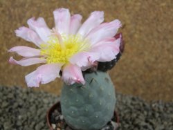 Tephrocactus geometricus pot 7 cm - 12384309