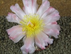 Tephrocactus geometricus pot 7 cm - 12384310