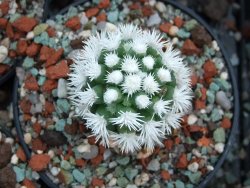 Mammillaria gracilis Arizona Snowcup pot 5,5 cm - 12384554