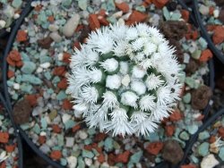 Mammillaria gracilis Arizona Snowcup pot 5,5 cm - 12384555