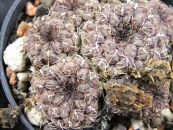 Sulcorebutia pulchra VS 420 pot 5,5 cm - 12388206