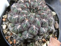 Sulcorebutia pulchra VS 420 pot 5,5 cm - 12388208