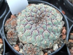 Sulcorebutia pulchra VS 420 pot 5,5 cm - 12394962