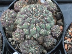 Sulcorebutia pulchra VS 420 pot 5,5 cm