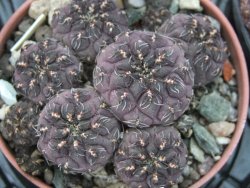 Sulcorebutia pulchra VS 420 pot 5,5 cm - 12394965