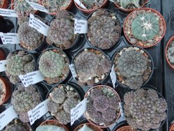 Sulcorebutia pulchra VS 420 pot 5,5 cm - 12394966