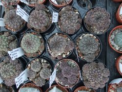 Sulcorebutia pulchra VS 420 pot 5,5 cm - 12394967