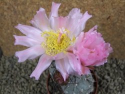 Tephrocactus geometricus pot 8 cm - 12384872