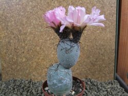 Tephrocactus geometricus pot 8 cm - 12384874