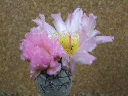 Tephrocactus geometricus pot 8 cm - 12384875