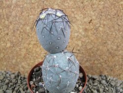 Tephrocactus geometricus pot 8 cm - 12384876
