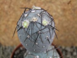 Tephrocactus geometricus pot 8 cm - 12384877