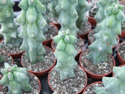 Myrtilocactus geometrizans fukuriokuzinboku pot 5,5