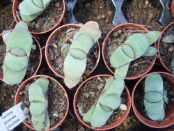 Gasteria glomerata, pot 5,5 cm - 12385198