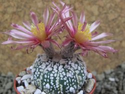 Astrophytum Super Kabuto X red flower oibo, pot 5,5 cm - 12385742