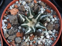 Ariocarpus kotschoubeyanus elephantidens pot 5,5 cm
