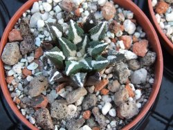 Ariocarpus kotschoubeyanus elephantidens pot 5,5 cm - 12385903