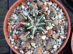 Ariocarpus kotschoubeyanus elephantidens pot 5,5 cm - 12385904