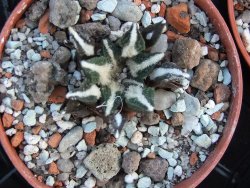 Ariocarpus kotschoubeyanus elephantidens pot 5,5 cm - 12385905