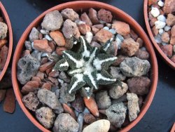 Ariocarpus kotschoubeyanus elephantidens pot 5,5 cm - 12394505