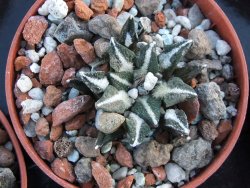 Ariocarpus kotschoubeyanus elephantidens pot 5,5 cm - 12394506