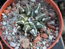 Ariocarpus kotschoubeyanus elephantidens pot 5,5 cm - 12394507