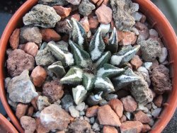 Ariocarpus kotschoubeyanus elephantidens pot 5,5 cm - 12394508