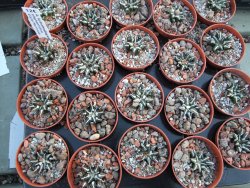 Ariocarpus kotschoubeyanus elephantidens pot 5,5 cm - 12394509