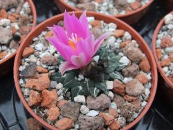 Ariocarpus kotschoubeyanus sladkovski Rio Verde IA  pot 5,5 cm - 12395189