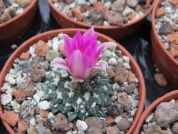 Ariocarpus kotschoubeyanus sladkovski Rio Verde IA  pot 5,5 cm