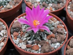 Ariocarpus kotschoubeyanus sladkovski Rio Verde IA  pot 5,5 cm - 12395191