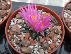 Ariocarpus kotschoubeyanus sladkovski Rio Verde IA  pot 5,5 cm - 12395193