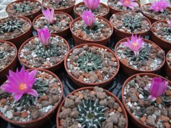 Ariocarpus kotschoubeyanus sladkovski Rio Verde IA  pot 5,5 cm - 12395195