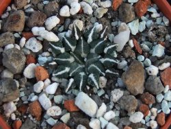 Ariocarpus kotschoubeyanus albiflorus Tula IA pot 5,5cm - 12385897