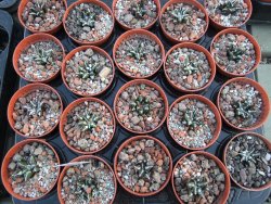 Ariocarpus kotschoubeyanus elephantidens pot 5,5 cm - 12394523