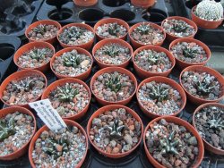 Ariocarpus kotschoubeyanus elephantidens pot 5,5 cm - 12394524